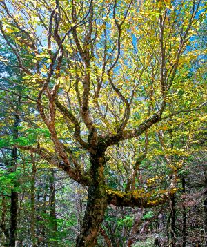 54  DB371--Shaggy-Birch-in-sun.jpg